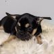 French Bulldog Puppies for sale in Garden Grove, CA, USA. price: $3,500