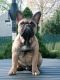 French Bulldog Puppies for sale in Colonia, NJ 07067, USA. price: NA