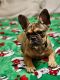 French Bulldog Puppies for sale in Wichita, KS, USA. price: $200,000