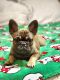 French Bulldog Puppies for sale in Wichita, KS, USA. price: $200,000