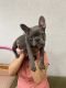 French Bulldog Puppies for sale in Collinsville, IL 62234, USA. price: $3,000