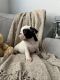 French Bulldog Puppies for sale in Cypress, TX, USA. price: $1,500