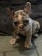 French Bulldog Puppies for sale in Memphis, TN, USA. price: $4,000