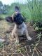 French Bulldog Puppies for sale in Orange, VA 22960, USA. price: $4,250