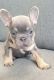 French Bulldog Puppies for sale in Berlin, NJ 08009, USA. price: $3,800