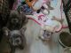 French Bulldog Puppies for sale in E Park Way, Dinuba, CA 93618, USA. price: NA
