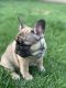 French Bulldog Puppies for sale in Burbank, CA, USA. price: $2,500