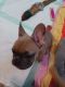 French Bulldog Puppies for sale in Zephyrhills, FL, USA. price: $2,500
