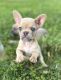 French Bulldog Puppies for sale in Tampa, FL, USA. price: $2,500