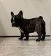 French Bulldog Puppies for sale in Kinston, AL 36453, USA. price: NA