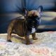 French Bulldog Puppies for sale in Brighton, CO, USA. price: $3,000
