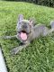 French Bulldog Puppies for sale in Fort Lauderdale, FL, USA. price: $2,000