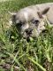 French Bulldog Puppies for sale in Copperas Cove, TX, USA. price: $1,100