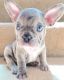 French Bulldog Puppies for sale in South Bay, CA, USA. price: NA