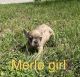 French Bulldog Puppies for sale in Copperas Cove, TX, USA. price: $1,600