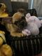 French Bulldog Puppies for sale in Phoenix, AZ 85032, USA. price: $700