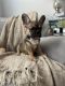 French Bulldog Puppies for sale in Cypress, TX, USA. price: $1,200
