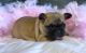 French Bulldog Puppies for sale in Brighton, CO, USA. price: $3,500