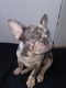 French Bulldog Puppies for sale in 3001 S 288th St, Federal Way, WA 98003, USA. price: NA