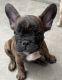 French Bulldog Puppies for sale in Tulare, CA 93274, USA. price: NA