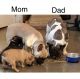 French Bulldog Puppies for sale in Tulare, CA 93274, USA. price: $5,000