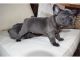 French Bulldog Puppies for sale in Alabama City, Gadsden, AL 35904, USA. price: $700