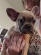 French Bulldog Puppies for sale in Ripon, CA 95366, USA. price: NA
