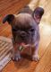 French Bulldog Puppies for sale in Greenwich, OH 44837, USA. price: $2,700