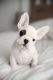 French Bulldog Puppies for sale in Summerville, SC, USA. price: $700