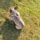 French Bulldog Puppies for sale in Locust, NC 28097, USA. price: NA