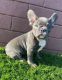 French Bulldog Puppies for sale in Florida City, FL, USA. price: $700