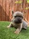 French Bulldog Puppies for sale in Claremont, CA, USA. price: $4,800