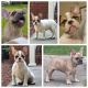 French Bulldog Puppies for sale in North, SC 29112, USA. price: NA