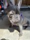 French Bulldog Puppies for sale in Redlands, CA 92374, USA. price: $5,000