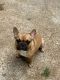 French Bulldog Puppies for sale in Kennesaw, GA 30152, USA. price: NA