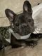 French Bulldog Puppies for sale in Georgetown, DE 19947, USA. price: NA