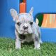 French Bulldog Puppies for sale in Dallas, TX, USA. price: $5,670