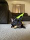 French Bulldog Puppies for sale in St. George, UT, USA. price: $2,500