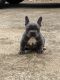 French Bulldog Puppies for sale in Buford, GA, USA. price: NA