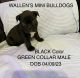 French Bulldog Puppies for sale in Birmingham-Hoover Metropolitan Area, AL, USA. price: NA