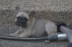 French Bulldog Puppies for sale in Cedar Hill, TX, USA. price: $2,000