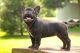 French Bulldog Puppies for sale in New Paris, OH 45347, USA. price: NA