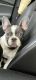 French Bulldog Puppies for sale in Vancouver, WA 98682, USA. price: $4,000