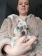 French Bulldog Puppies for sale in Michigan City, IN, USA. price: $700