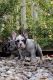 French Bulldog Puppies for sale in Ossining, NY, USA. price: NA