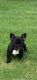 French Bulldog Puppies for sale in Dallas, TX, USA. price: $2,500
