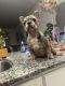 French Bulldog Puppies for sale in Greensboro, NC 27405, USA. price: $3,500