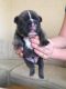 French Bulldog Puppies for sale in Palm Coast, FL 32137, USA. price: NA