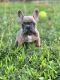 French Bulldog Puppies for sale in Memphis, TN, USA. price: $3,000