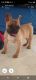 French Bulldog Puppies for sale in Visalia, CA, USA. price: $3,500